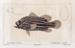 Grammiste Oriental (Grammistes orientalis. n.)