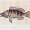 Serran écriture (Serranus scriba. n.)