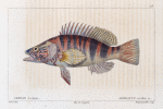 Serran écriture (Serranus scriba. n.)