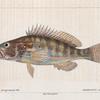 Serran proprement dit. (Serranus cabrilla. n.)