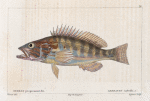 Serran proprement dit. (Serranus cabrilla. n.)