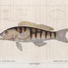 Serran à deux faisceaux (Serranus fascicularis. n.)