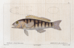 Serran à deux faisceaux (Serranus fascicularis. n.)