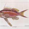 Barbier de la Méditerranée (Serranus anthias)
