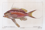 Barbier de la Méditerranée (Serranus anthias)