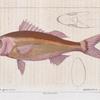 Barbier gros-yeux (Serranus oculatus. n.)