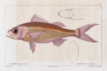 Barbier gros-yeux (Serranus oculatus. n.)