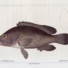 Mérou de la Méditarranée (Serranus gigas. n.)