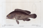 Mérou de la Méditarranée (Serranus gigas. n.)