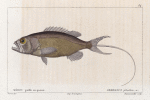 Mérou paille en queue (Serranus phaëton. n.)