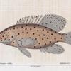 Mérou à hautes voiles (Serranus altivelis. n.)