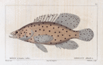 Mérou à hautes voiles (Serranus altivelis. n.)
