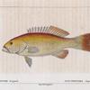 Plectropome léopard (Plectropoma leopardinus. n.)