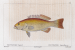 Plectropome léopard (Plectropoma leopardinus. n.)
