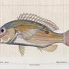 Mésoprion doré (Mesoprion uninotatus)
