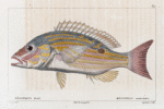 Mésoprion doré (Mesoprion uninotatus)