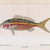 Mésoprion à queue d'or (Mesoprion chrysurus. n.)