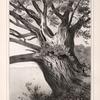 Toronc D'arbre, de 100 piedds de circonférence, pres de Moua. (Tonga-Tabou.).