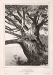 Toronc D'arbre, de 100 piedds de circonférence, pres de Moua. (Tonga-Tabou.).