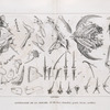 Nelle. Irlande. 1. Habitant de Tonga, habitant l'Archipel de Viti., 2. 3. 4. 5. Habitants du Hâvre Carteret.