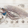 Nouvelle-Guinée. Costume des Chef Papous du hâvre Dorey., Costume des Papous du hâvre Dorey.