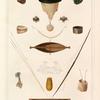 Vanikoro.: 1. Ceinture; 2. 3. Ornamens d' oreilles; 4. 5. Ornamens de ne; 6. 7. Bracelets; 8. Plague de col; 9. Ornament du frent; 10. 11. Vase á raper le Tare; 13. Maniére de raper le Tare; 14. 15. Ares et Flêches; 16. 17. Boite et Sae á bétel; 18. Pendans d' oreille en écaille.