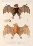 Mammifères: 1. Roussette de Tonga. (Tonga-Tabou.); 2. Sa tète osseuse; 3. Maxillaires vus de face; 4. Roussette de Tonga, Variété. (Tonga-Tabou.).