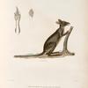 Mammifères: 1. Kanguroo d' aroe, jeune mâle. (Nouvelle-Guine); 2. Patte Antériwure, grandeur naturelle; 3. Patte postérieure, grandeur naturelle.