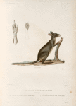 Mammifères: 1. Kanguroo d' aroe, jeune mâle. (Nouvelle-Guine); 2. Patte Antériwure, grandeur naturelle; 3. Patte postérieure, grandeur naturelle.