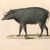 Babiroussa, mâle. (Célèbes.).