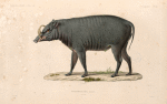 Babiroussa, mâle. (Célèbes.).