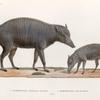 Mammifères: 1. Babiroussa, femelle adulte; 2. Babiroussa, jeune mâle. (Célèbes.).