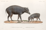 Mammifères: 1. Babiroussa, femelle adulte; 2. Babiroussa, jeune mâle. (Célèbes.).