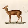 Cerf des Moluques. (Amboine.).