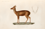 Cerf des Moluques. (Amboine.).