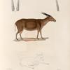 Mammifères: 1. 2. 3. Antilope à cornes déprimées; 4. Le même, jeune âge. (Célèbes.).