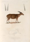 Mammifères: 1. 2. 3. Antilope à cornes déprimées; 4. Le même, jeune âge. (Célèbes.).