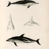 Mammifères: 1. 2. Dauphin de la Nouvelle-Zélande, femelle. (Nouve-Zélande.); 3. 4. Dauphin obscur. varié. (Cap de Bonne Espérance.).