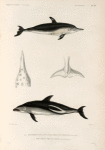Mammifères: 1. 2. Dauphin de la Nouvelle-Zélande, femelle. (Nouve-Zélande.); 3. 4. Dauphin obscur. varié. (Cap de Bonne Espérance.).