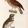 Oiseaux: 1. Chevéche pointillée. (île célèbes.); 2. Chevèche bariolèf. (Nouvelle-Irlande.).
