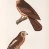 Oiseaux: 1. Chevèche de la nouvelle Zélande. (Nouv Zélande.); 2. Scops de Manado. (Célèbes.).