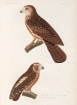 Oiseaux: 1. Chevèche de la nouvelle Zélande. (Nouv Zélande.); 2. Scops de Manado. (Célèbes.).