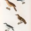 Oiseaux: 1. Gobe-mouche à gros bec. (Nouv.-Guinée.); 2. Gobe-mouche à bande. (Nouv.-Hollande.); 3. Gobe-mouche de Manado. (Célèbes.); 4. Gobe-mouche Georgien. (Nouv.-Hollande.)