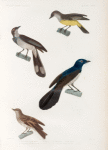 Oiseaux: 1. Gobe-mouche á gorge blanche. (Nouv.-Hollande.); 2. Gobe-mouche aux ailes d'or, mâle. (Nouv.-Hollande.); 3. Moucherolle noir et blane femelle. (Nouv. Irlande.); 4. Moucherolle á longues soies, mâle. (Nouv.-Irlande.).