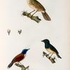 Oiseaux: 1. Platyrhynque de vanikoro, mâle. (vanikoro.); 2. Thryothore rossignol, mâle. (Guam.); 4. Todier á Táte bleue, femelle. (Nouv.- Guinée.)