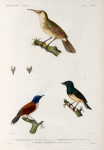 Oiseaux: 1. Platyrhynque de vanikoro, mâle. (vanikoro.); 2. Thryothore rossignol, mâle. (Guam.); 4. Todier á Táte bleue, femelle. (Nouv.- Guinée.)