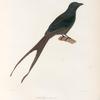 Drongo á gros bec. (Nouvelle-Guinée.).
