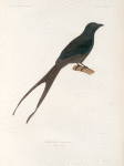 Drongo á gros bec. (Nouvelle-Guinée.).