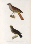 Oiseaux: 1. Tangara Grive. mâle. (Nouv.-Zelande.); 2. Merle de vanikoro, femelle. (Vanikoro.).