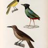 Oiseaux: 1. Philédon à gorge noire, femelle N.; 2. Philédon de Bourou N.; 3. Bréve à Tàte noire, femelle N.